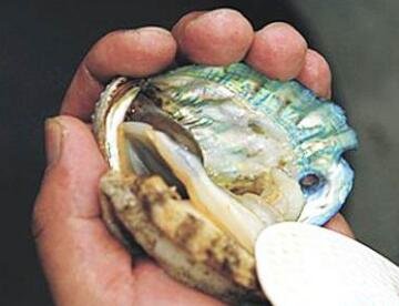 鲍鱼怎么处理干净-图解新鲜鲍鱼的清洗方法1