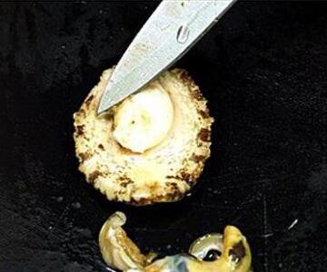 鲍鱼怎么处理干净-图解新鲜鲍鱼的清洗方法3