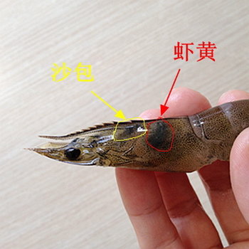 虾怎么处理干净-图解去除虾砂包的处理方法6