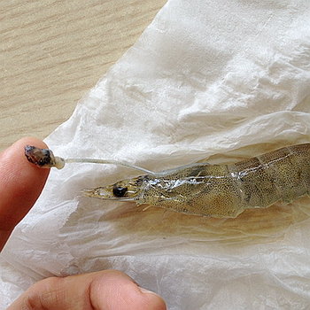 虾怎么处理干净-图解去除虾砂包的处理方法11