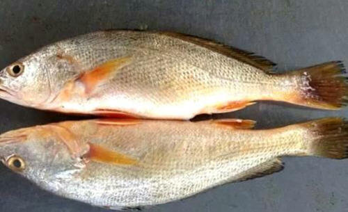 黄花鱼和黄鱼该怎么区分-黄花鱼和黄鱼的区别及价格3