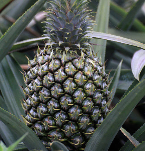 菠萝绿色能吃吗-绿色菠萝可不可以吃1