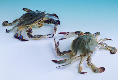 海蟹死了还能吃吗？详解海蟹死了多久不能吃？2