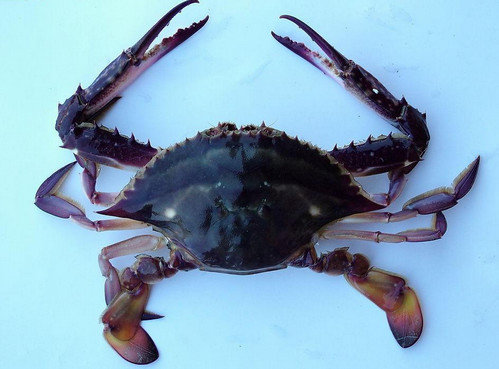 海蟹死了还能吃吗？详解海蟹死了多久不能吃？3