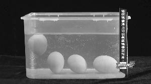 半熟鸡蛋要煮多长时间？在家煮半熟鸡蛋需要煮几分钟最好？2