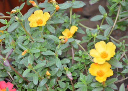 用马齿苋煮水治痱子怎么弄-马齿苋能治痱子吗1