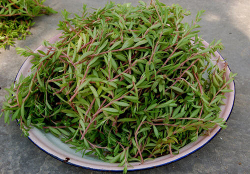 用马齿苋煮水治痱子怎么弄-马齿苋能治痱子吗2