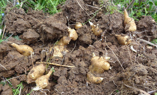 吃洋姜的禁忌：什么人不能吃洋姜？1