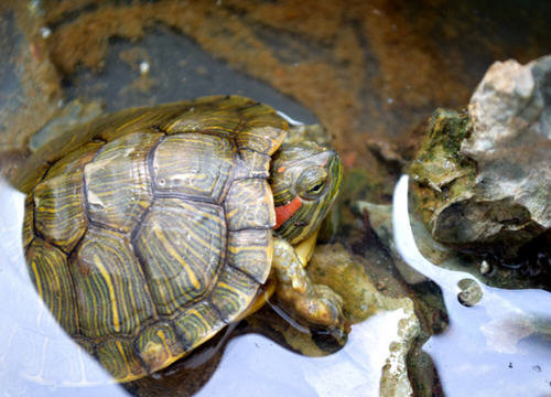 乌龟能吃吗-人为什么不吃乌龟1