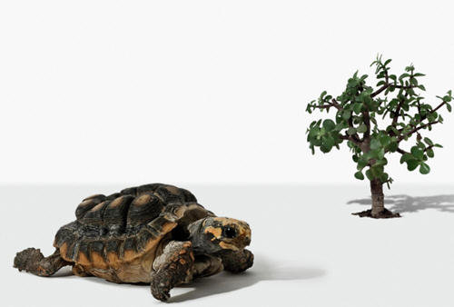 乌龟能吃吗-人为什么不吃乌龟2