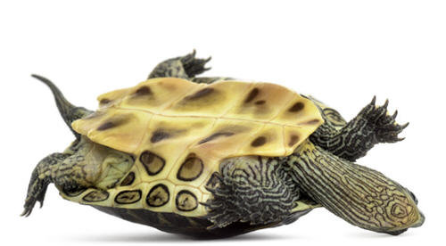 乌龟能吃吗-人为什么不吃乌龟3