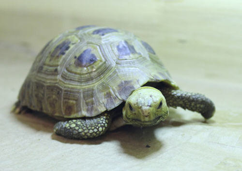 乌龟能吃吗-人为什么不吃乌龟4