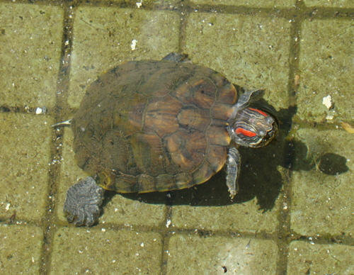 乌龟能吃吗-人为什么不吃乌龟5