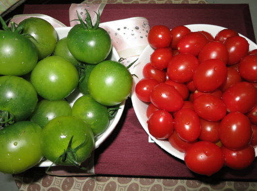 绿番茄（西红柿）有毒吗？绿番茄（西红柿）能吃吗？2