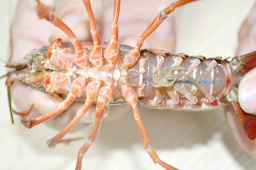 小龙虾怎么洗简单快速又干净-小龙虾的清洗方法图解1