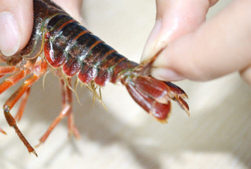 小龙虾怎么洗简单快速又干净-小龙虾的清洗方法图解5