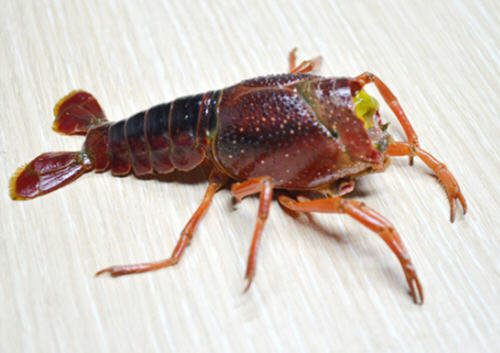 小龙虾怎么洗简单快速又干净-小龙虾的清洗方法图解11