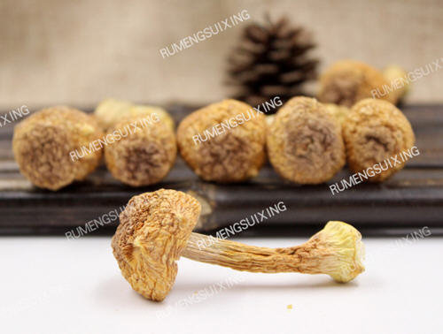 松茸的保存方法-新鲜松茸怎么样保鲜更长久的技巧2