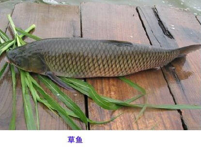 青鱼和草鱼的区别-图解青鱼和草鱼有哪些不同2