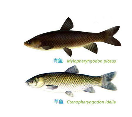 青鱼和草鱼的区别-图解青鱼和草鱼有哪些不同3