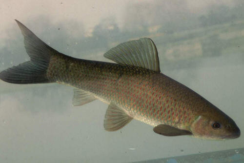 青鱼和草鱼的区别-图解青鱼和草鱼有哪些不同4