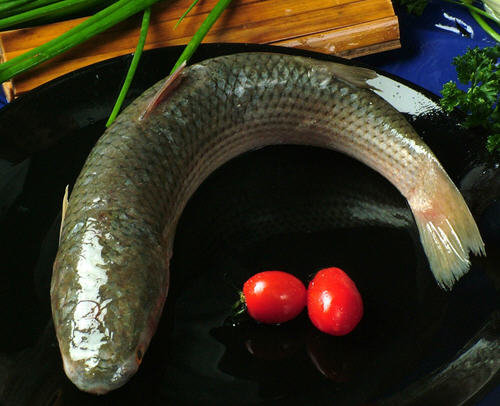 青鱼和草鱼的区别-图解青鱼和草鱼有哪些不同5