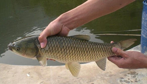 青鱼和草鱼的区别-图解青鱼和草鱼有哪些不同6