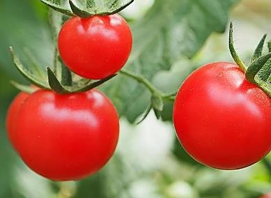 西红柿的热量和营养价值-西红柿营养素含量(每100克)1