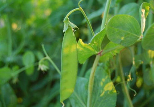 荷兰豆图片-附图解荷兰豆的生长全过程2