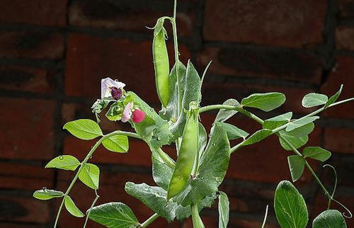荷兰豆图片-附图解荷兰豆的生长全过程4