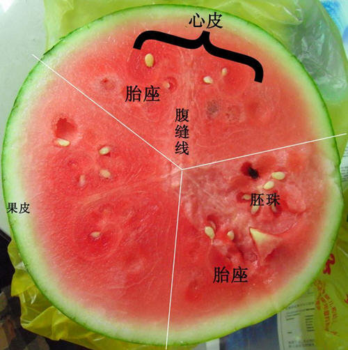有籽西瓜怎么切出无籽瓜-从此吃西瓜不吐籽图解9