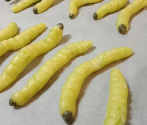 猪儿虫是什么梗？四川话猪儿虫是什么意思？3