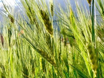 青稞是什么？青稞和小麦有什么区别？哪些人群不适合吃青稞？ 1