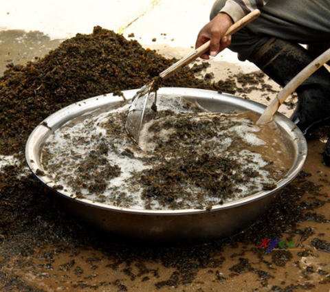 地皮菜怎么洗最干净？图解地皮菜的清洗方法1