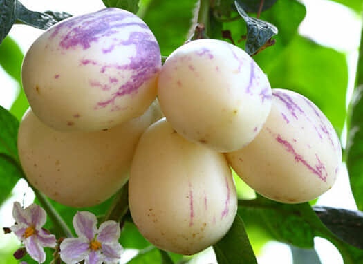 人参果是热性还是凉性？1