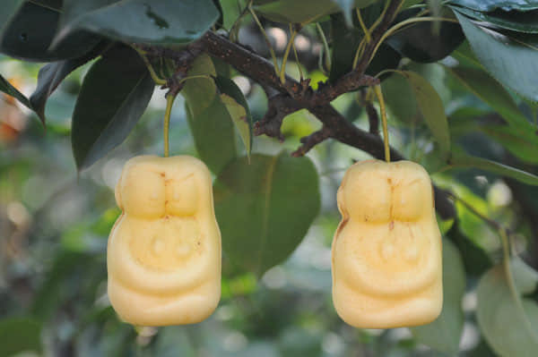 人参果是热性还是凉性？2