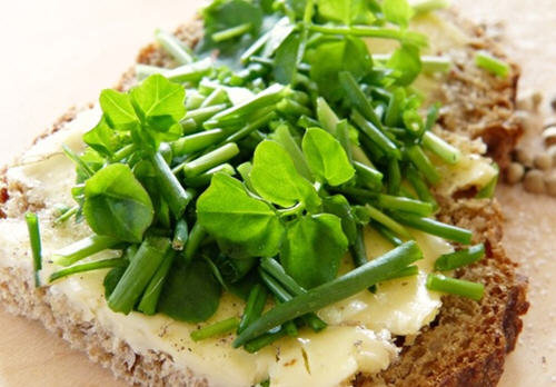 生活中关于蔬菜的英语单词大全(附中英图文对照表)13