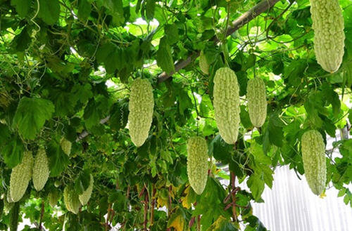 生活中关于蔬菜的英语单词大全(附中英图文对照表)21