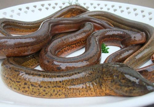 黄鳝怎么宰杀-图解黄鳝去骨杀法1