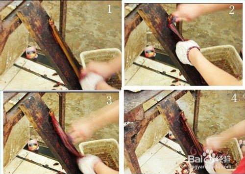 黄鳝怎么宰杀-图解黄鳝去骨杀法3