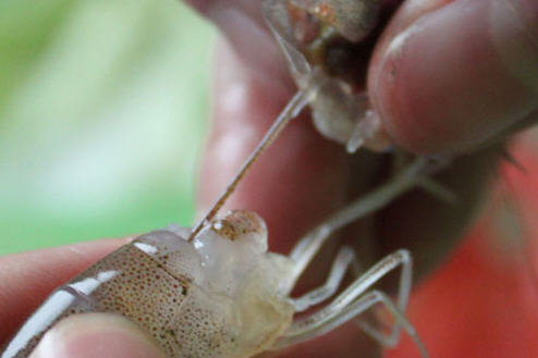 基围虾虾线怎么去除-图解基围虾去虾线的方法1