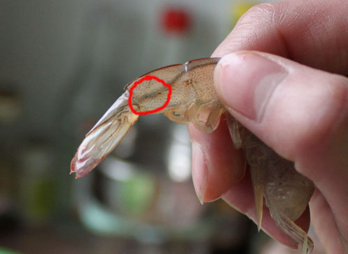 基围虾虾线怎么去除-图解基围虾去虾线的方法2