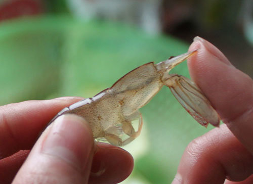 基围虾虾线怎么去除-图解基围虾去虾线的方法3