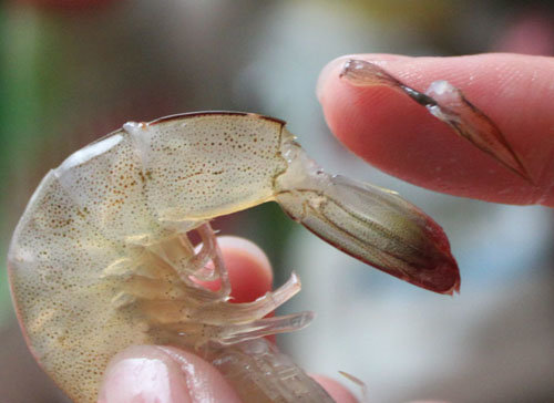 基围虾虾线怎么去除-图解基围虾去虾线的方法5