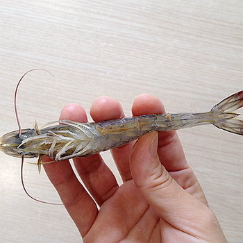 基围虾虾线怎么去除-图解基围虾去虾线的方法11