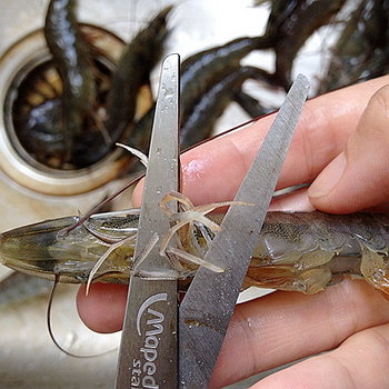 基围虾虾线怎么去除-图解基围虾去虾线的方法12