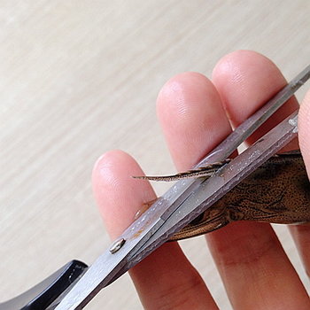 基围虾虾线怎么去除-图解基围虾去虾线的方法15