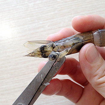 基围虾虾线怎么去除-图解基围虾去虾线的方法18