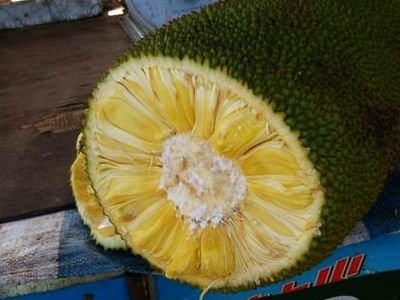 菠萝蜜怎么切-图解菠萝蜜最完美的切法教程3