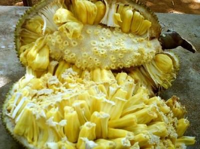 菠萝蜜怎么切-图解菠萝蜜最完美的切法教程5